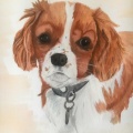 Pet-Portraits-1-of-3