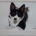 Pet-Portraits-7-of-8