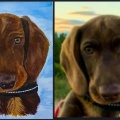 Pets-2-of-2